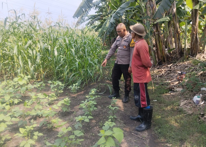 Polsek Buduran Dampingi Petani Kelola Jagung Hibrida di Sukorejo Dukung Swasembada Pangan