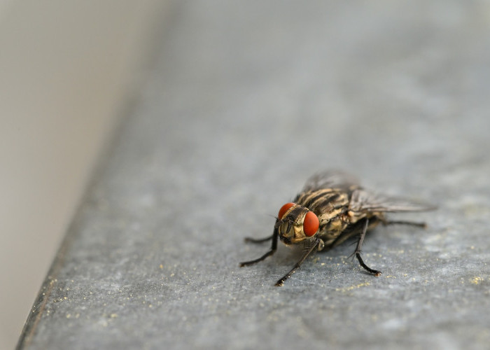 Tanpa Disadari Kebiasaan Sepele Ini Jadi Penyebab Lalat Masuk dan Bersarang di Dalam Rumah