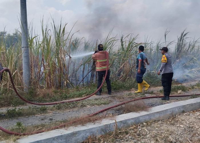 Disapu Angin Kencang, Lahan Tebu 4.000 Meter Persegi di Sambeng Lamongan Ludes Terbakar