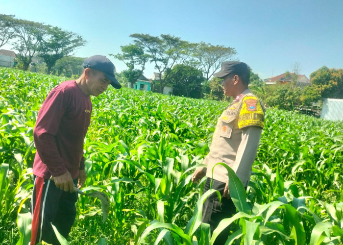 Perkuat Ketahanan Pangan, Bhabinkamtibmas Polsek Mojoroto Edukasi Petani Jagung Kelurahan Ngampel