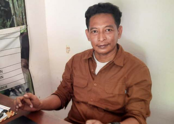 Fenomena Pohon Beringin di Situbondo Kembali Berdiri Setelah Tumbang, Ini Penjelasan Ilmiahnya