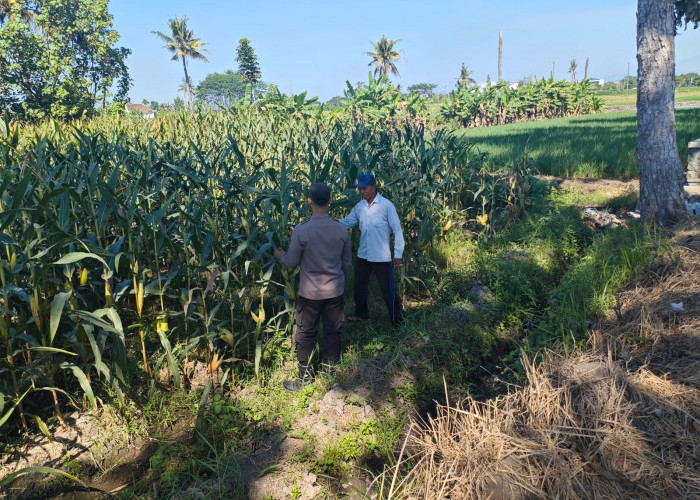 Dukung Asta Cita Presiden, Bhabinkamtibmas Polsek Lumajang Kota Kawal Penanaman Jagung
