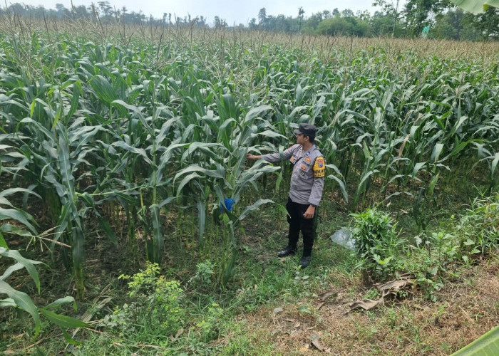 Bhabinkamtibmas Polsek Tekung Aktif Pantau Pertumbuhan Tanaman Jagung