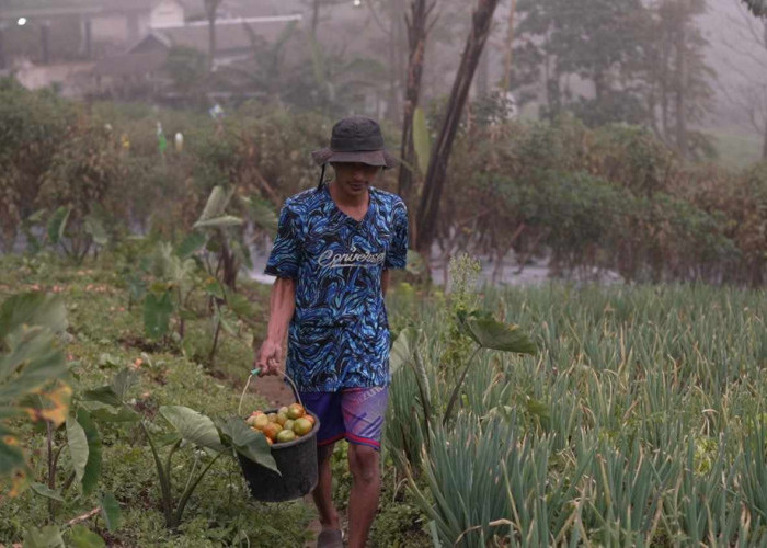 Kisah Petani Sayur di Lereng Merapi: Penghasilan Melonjak Berkat Program MBG