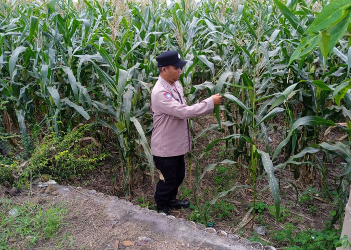 Bhabinkamtibmas Polsek Rowokangkung Aktif Dukung Ketahanan Pangan Nasional