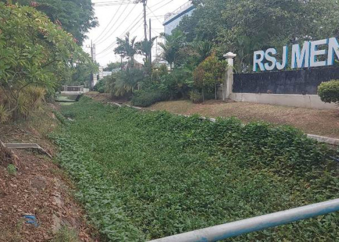 Sungai di Depan RSJ Menur Kumuh, Tumbuhi Tanaman Liar dan Penuh Sampah