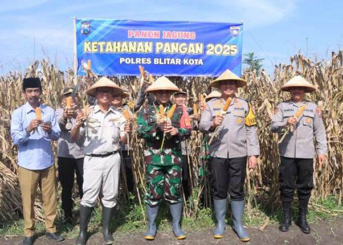 Dukung Ketahanan Pangan, Polres Blitar Kota Panen Raya Jagung