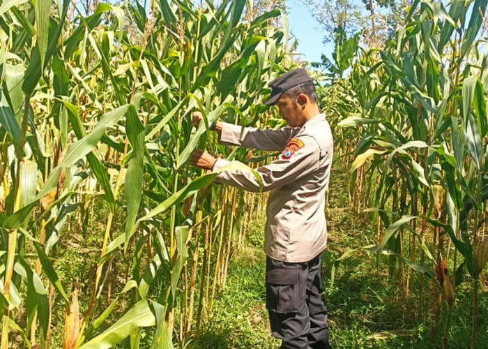 Bhabinkamtibmas Polsek Tekung Aktif Dukung Ketahanan Pangan Nasional