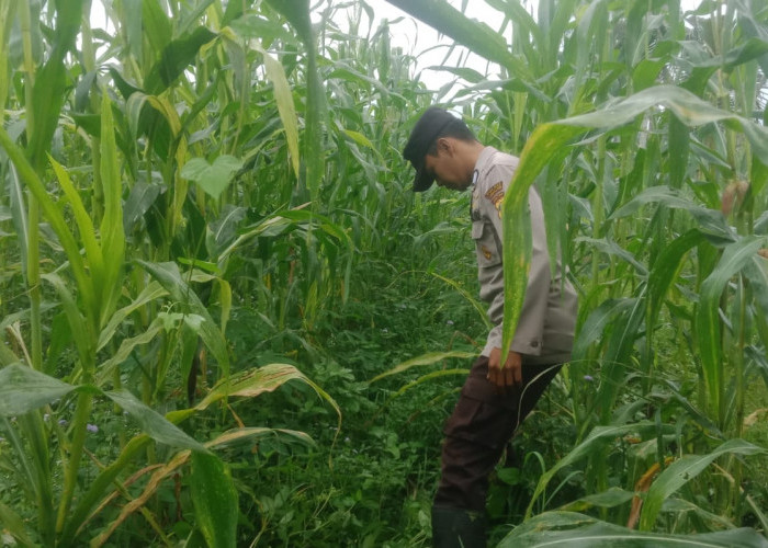 Sukseskan Kemandirian Pangan Desa, Bhabinkamtibmas Polsek Pronojiwo Tinjau Ladang Jagung Warga 