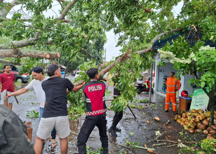 Respons Cepat, Polresta Banyuwangi Bantu Evakuasi Pohon Tumbang