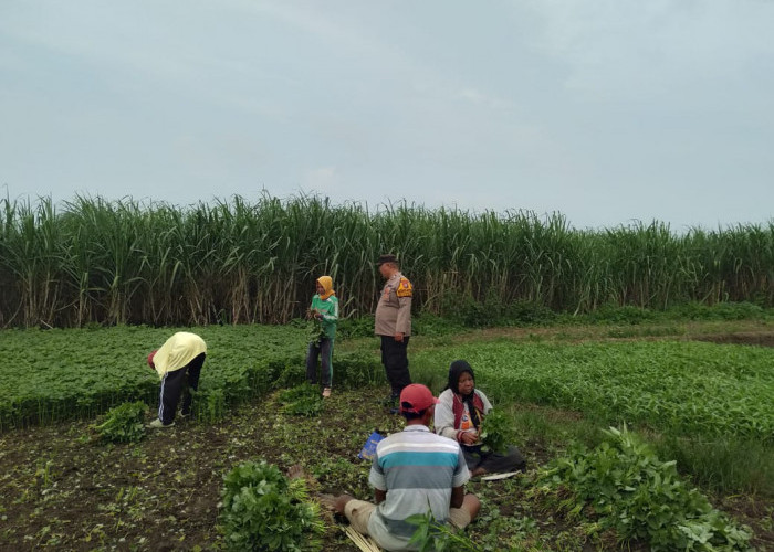 Bhabinkamtibmas Pangkemiri Tulangan Cek Lahan Pertanian untuk Ketahanan Pangan