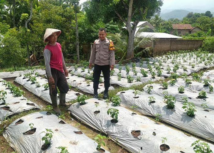 Dukung Ketahanan Pangan Warga, Bhabinkamtibmas Kendal Monitoring Cabai di Pekarangan