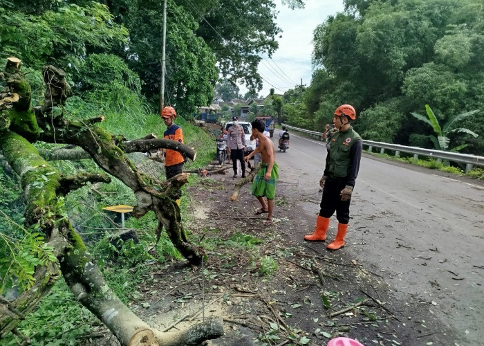 Kolaborasi Polsek Tempeh dan BPBD Lumajang Evakuasi Pohon Tumbang
