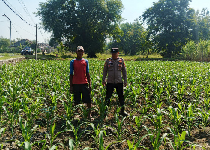 Polsek Ngusikan Kawal Tanaman Jagung Bantuan, Perkuat Ketahanan Pangan Menuju Swasembada