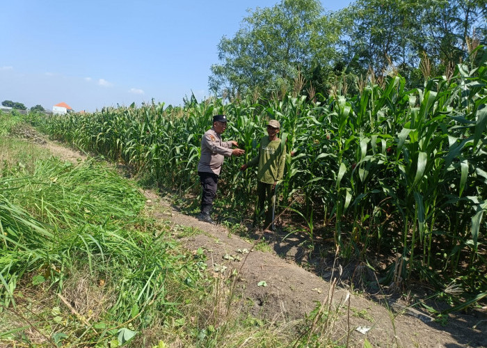 Dukung Ketahanan Pangan, Polsek Candi Pantau Perkembangan Lahan Jagung