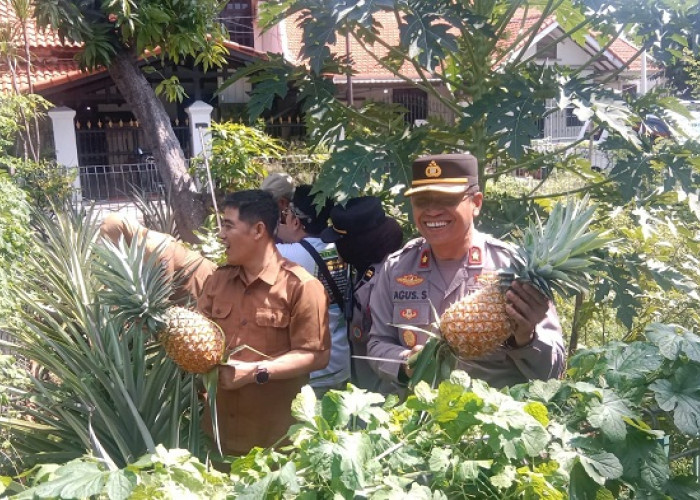 Manfaatkan Lahan Sempit, Polsek Rungkut Bersama Tiga Pilar Panen Nanas untuk Ketahanan Pangan