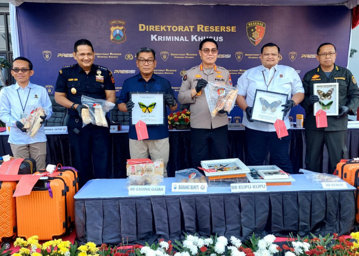 Polda Jatim Bongkar Sindikat Penyelundupan Gading Gajah hingga Benih Lobster ke Luar Negeri
