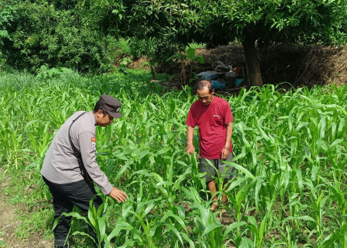 Bhabinkamtibmas Desa Trompoasri Pantau Pertumbuhan Jagung, Wujud Jalankan Ketahanan Pangan