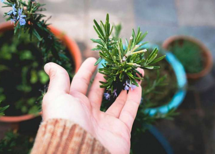 Rosemary, Tanaman Herbal yang Kaya Manfaat untuk Kesehatan dan Perawatan Tubuh 