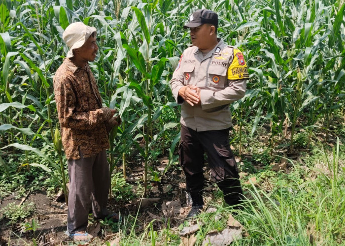 Perkuat Ketahanan Pangan, Bhabinkamtibmas Karanganyar Pantau Tanaman Jagung di Pekarangan