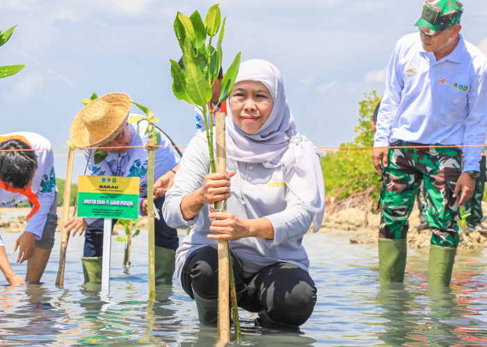 Hari Mangrove Sedunia 2026, Khofifah Ajak Warga Jatim Jadikan Pesisir Benteng Iklim Masa Depan