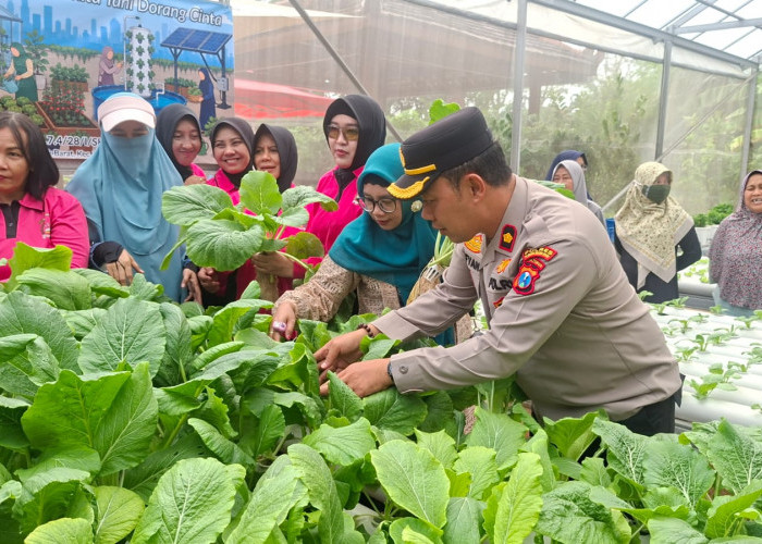 Panen Sawi Caisim di Tengah Kota, Kapolsek Krembangan Ajak Warga Perkuat Ketahanan Pangan dari Lingkungan