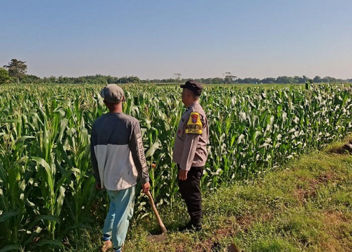 Bhabinkamtibmas Cerme Dampingi Petani Rawat Tanaman Jagung, Dukung Ketahanan Pangan Nasional
