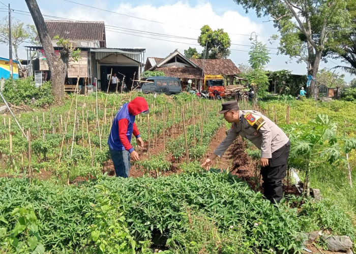 Bhabinkamtibmas Sine Monitoring Petani Cabai, Dukung Ketahanan Pangan Warga
