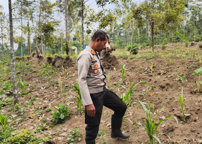 Wujudkan Swasembada Pangan, Kapolsek Senduro Sambangi Lahan Pertanian Warga