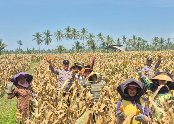 Dukung Ketahanan Pangan, Polsek Candipuro Tanam dan Panen Bibit Jagung di Desa Tumpeng