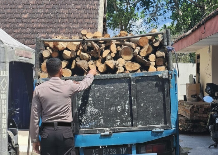 Polres Malang Amankan Sopir Truk Pengangkut Jati Ilegal, Kerugian Negara Capai Belasan Juta