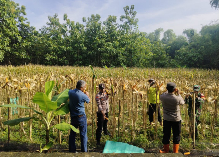 Sukseskan Swasembada Pangan di Ngawi, Polsek Geneng Bersama Tiga Pilar Panen Jagung
