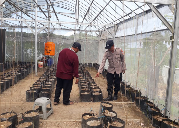 Bhabinkamtibmas Kalanganyar Sedati Tinjau Lahan Ketahanan Pangan untuk Budidaya Melon