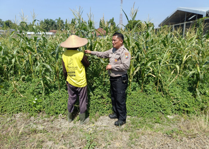 Petani Desa Lebo Apresiasi Dukungan Polisi dalam Upaya Ketahanan Pangan 