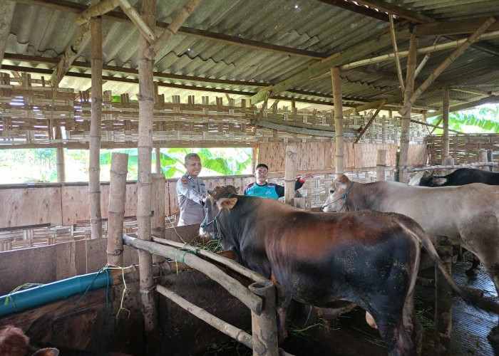 Peternak Sidoarjo Diimbau Jaga Kesehatan Hewan Kurban