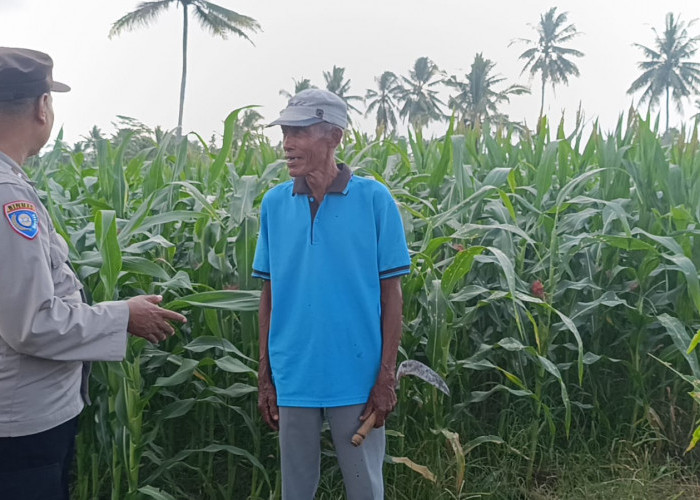 Dukung Asta Cita Presiden, Polsek Padang Turun Langsung Kawal Ketahanan Pangan Warga