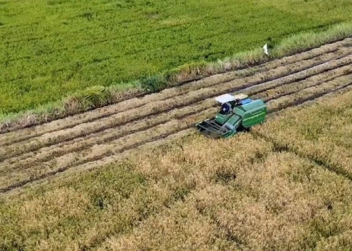 Stok Pangan RI Aman 11 Bulan Hadapi El Nino Godzilla