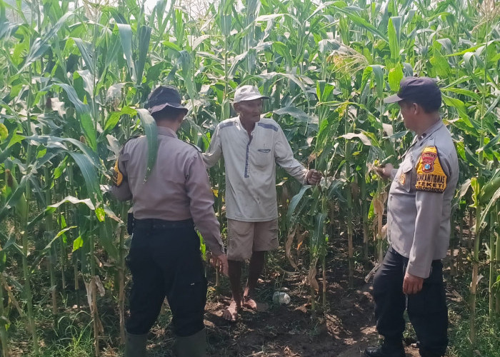 Dukung Ketahanan Pangan, Polisi dan Petani Optimalkan Lahan Jagung di Prambon