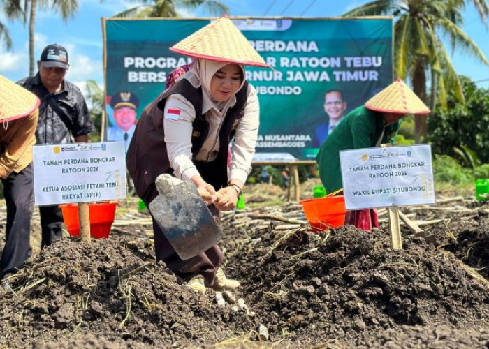 Wabup Situbondo Dorong Kesejahteraan Petani lewat Bongkar Ratoon Tebu