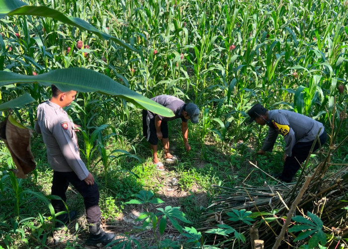 Sinergi Ketahanan Pangan, Polsek Lumajang Kota Tinjau Langsung Pertumbuhan Tanam Jagung di Desa Boreng