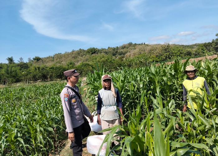 Bhabinkamtibmas Polsek Banyakan Dampingi Petani Jabon Pemupukan Jagung