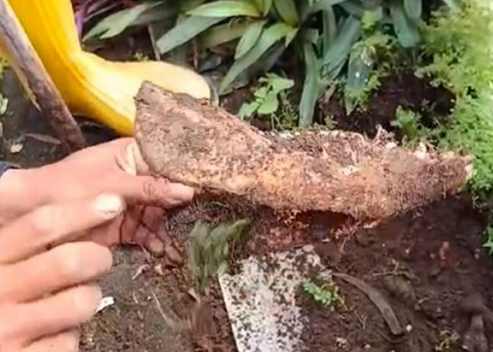 Heboh Penemuan Tulang Rahang di Kantor DPC PDI-P Surabaya, Plt Ketua Yordan Batara Goa Angkat Bicara