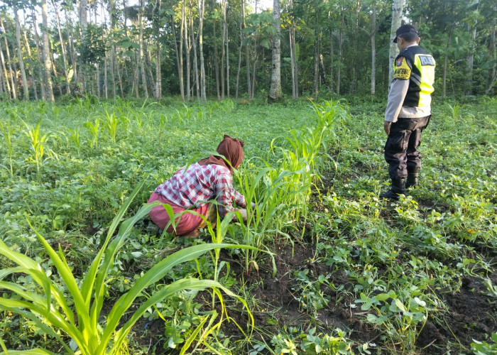 Kawal Swasembada Pangan, Bhabinkamtibmas Polsek Ranuyoso Dampingi Penanaman Jagung Warga