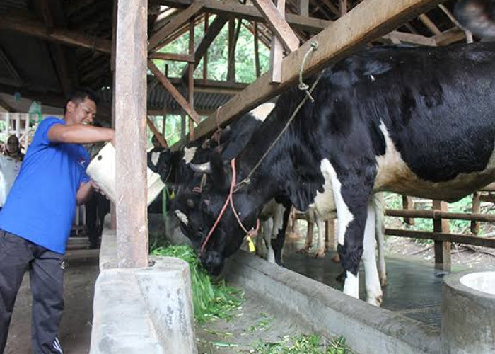 Produksi Susu di Pasuruan Capai 276.000 Liter per Hari, Pj Gubernur Jatim Usulkan Jadi Bahan Pokok Penting