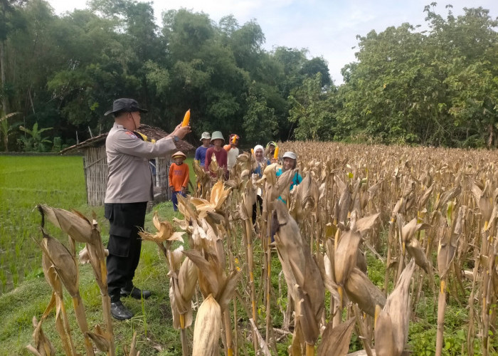 Dukung Ketahanan Pangan Nasional di Ngawi, Polsek Geneng Bersama Petani Gelar Panen Jagung