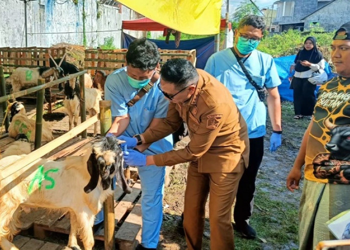  Wali Kota Malang Pastikan Hewan Kurban Memenuhi Persyaratan Kesehatan