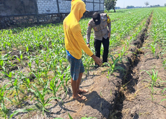 Perkuat Ketahanan Pangan Nasional, Bhabinkamtibmas Polsek Kesamben Dampingi Petani Optimalkan Lahan Jagung