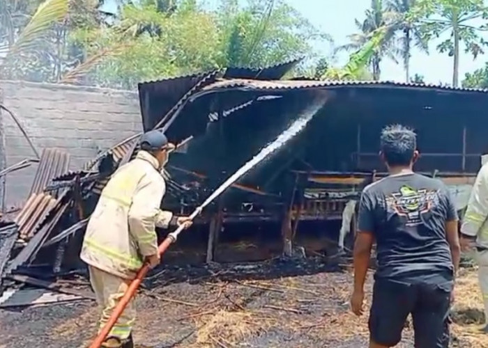 Diduga Akibat Pembakaran Sampah: Kandang di Jember Dilalap Si Jago Merah, Belasan Kambing Terpanggang