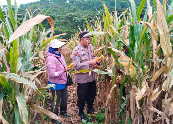 Polresta Banyuwangi Gelar Panen Jagung di Kalibaru Dorong Ketahanan Pangan