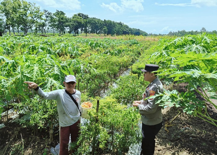Polsek Rowokangkung Lumajang Kawal Ketahanan Pangan di Desa Kedungrejo Lumajang